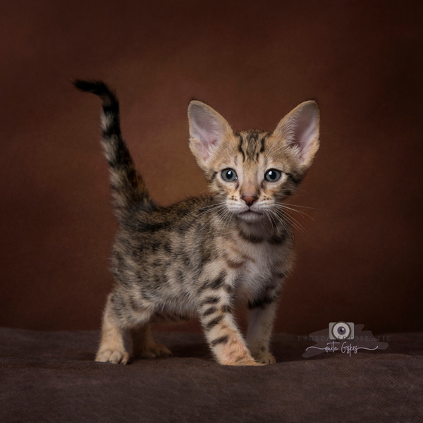 De Savannah Cattery DTails - Rasinformatie Savannah kat